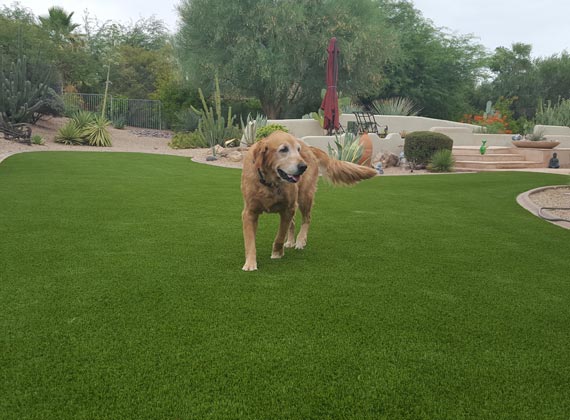 Pet Friendly Turf