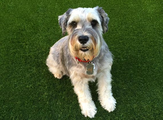Pet Turf