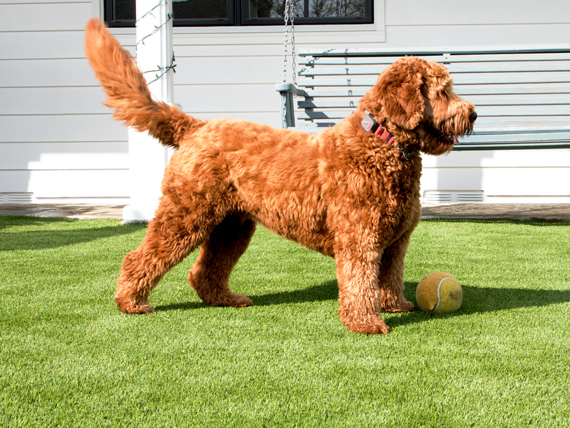 Pet Turf